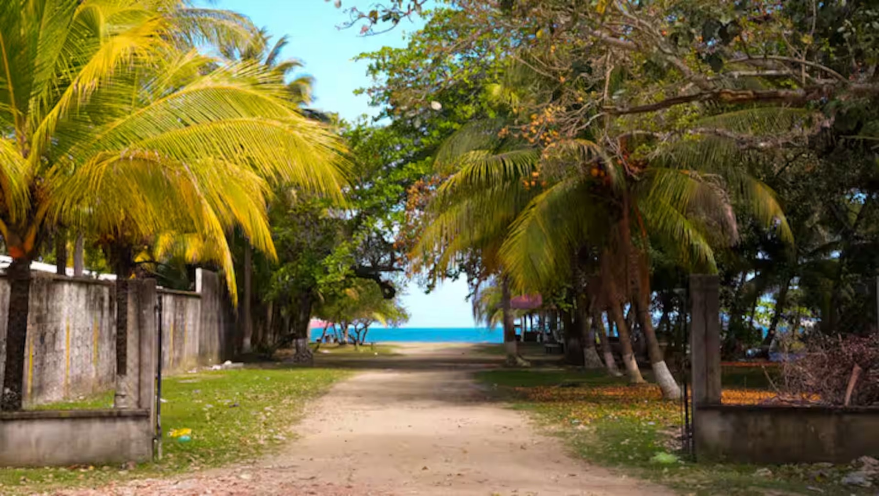 Camino de palmeras hacia el mar